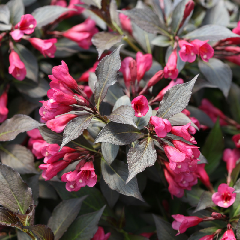 Weigela and Ninebark Shrubs